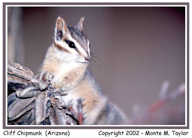 Cliff Chipmunk (Arizona)