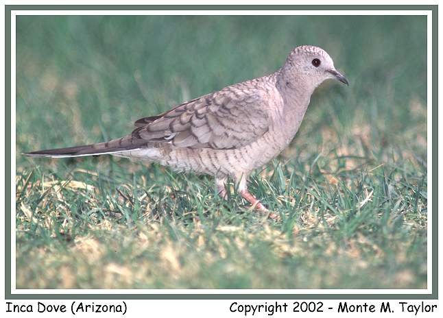 Inca Dove (Arizona)