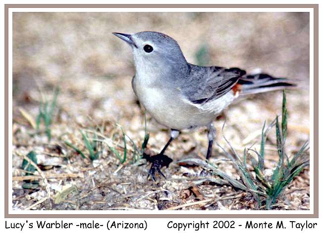 Lucy's Warbler -male- (Arizona)