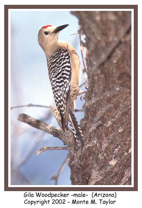 Gila Woodpecker -male- (Arizona)