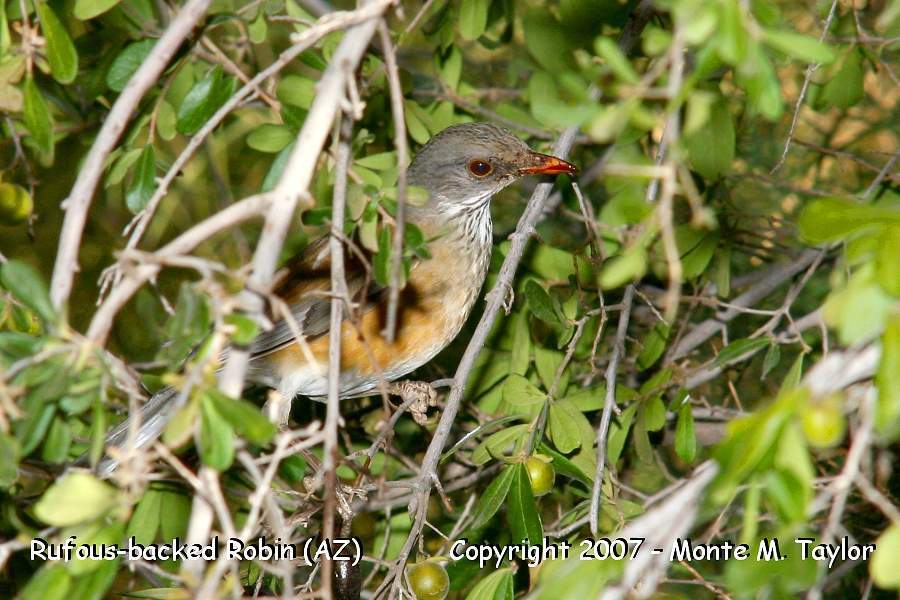 Rufous-backed Robin (Arizona)