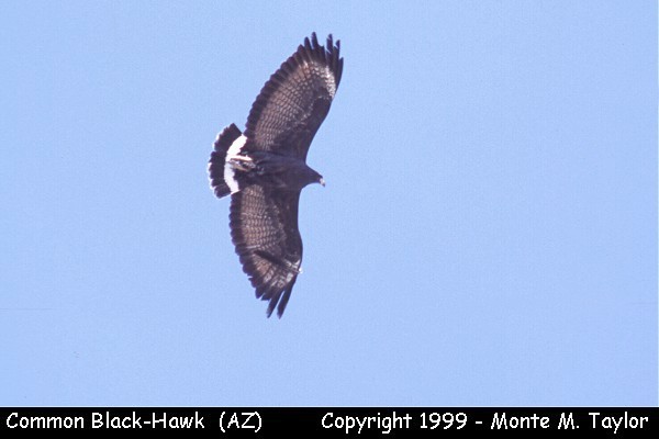 Common Black-Hawk  (Arizona)