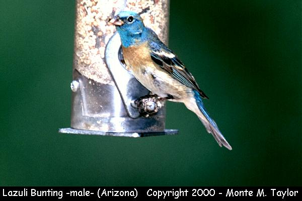 Lazuli Bunting -male- (Arizona)