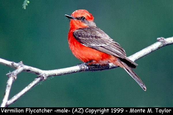 Vermilion Flycatcher -male-  (Arizona)