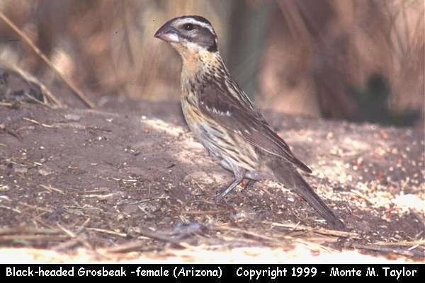 Black-headed Grosbeak -female-  (Arizona)
