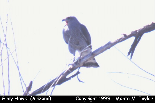 Gray Hawk (Arizona)