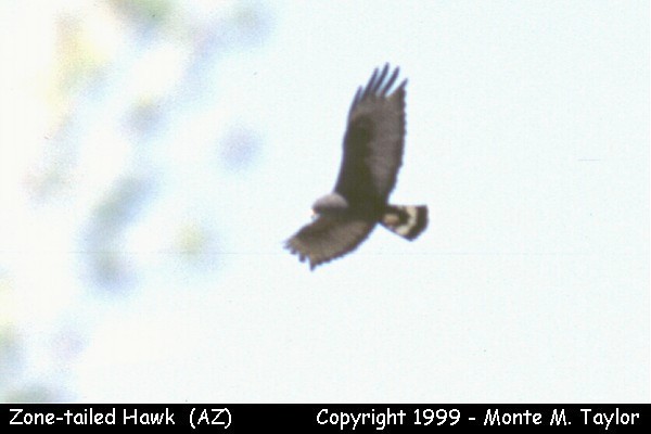 Zone-tailed Hawk  (Arizona)