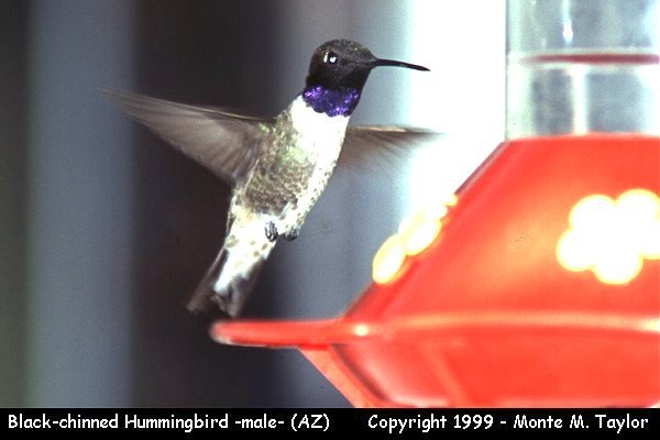 Black-chinned Hummingbird -male-  (Arizona)