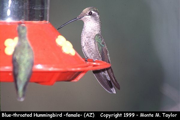 Blue-throated Hummingbird - female- (Arizona)