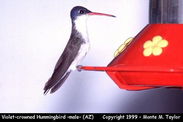 Violet-crowned Hummingbird -male-  (Arizona)