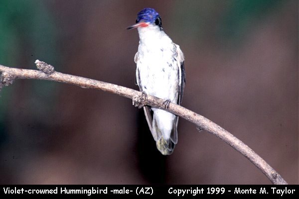 Violet-crowned Hummingbird -male-  (Arizona)