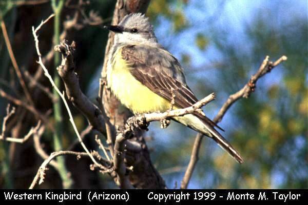 Western Kingbird  (Arizona)