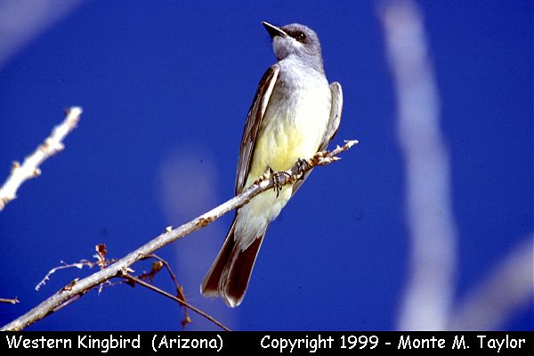Western Kingbird  (Arizona)