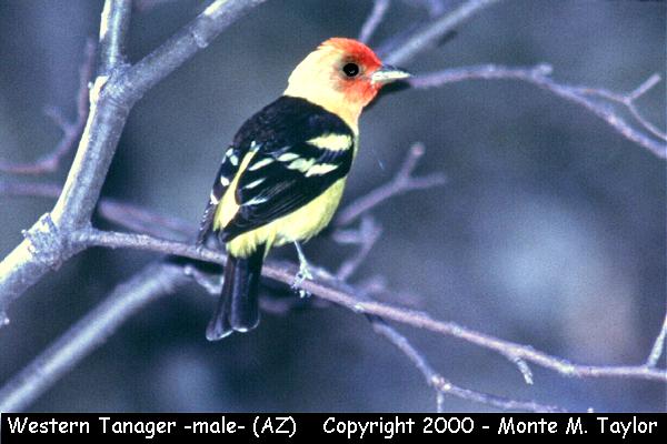 Western Tanager -male-  (Arizona)