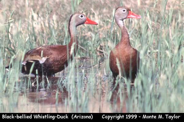 Black-bellied Whistling-Duck  (Arizona)