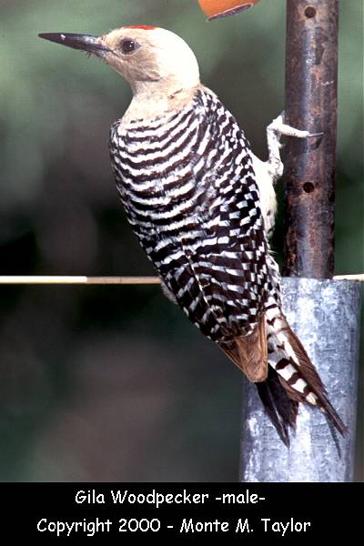 Gila Woodpecker -male-  (Arizona)