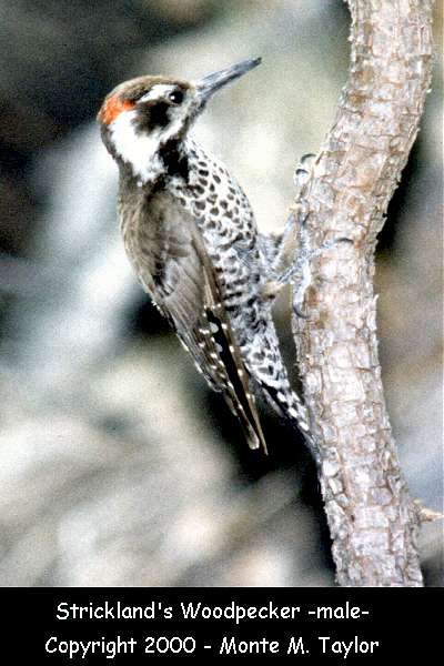 Arizona (Strickland's) Woodpecker -male-  (Arizona)