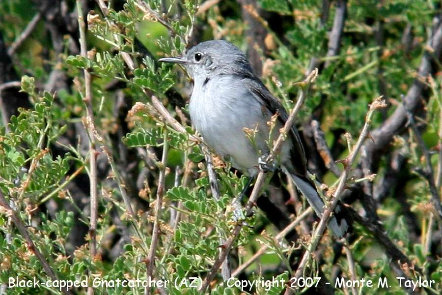 Black-capped Gnatcatcher -female- (Arizona)