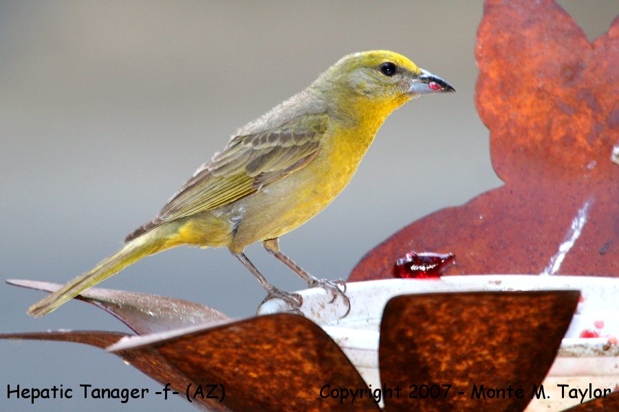 Hepatic Tanager -female- (Arizona)