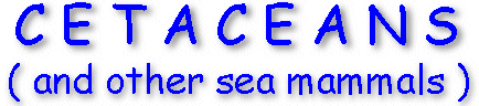 Cetaceans and other sea mammals Gallery