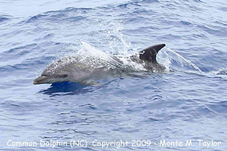 Common Dolphin -spring- (Hatteras Pelagic, North Carolina)