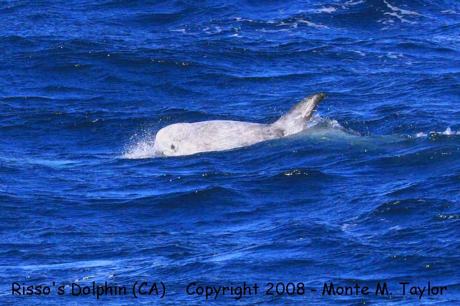Risso's Dolphin (Santa Cruz, California)