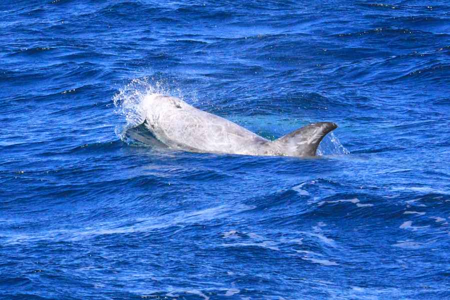 Risso's Dolphin (Santa Cruz, California)
