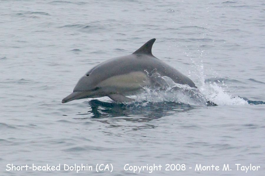 Short-beaked (Common) Dolphin (California)