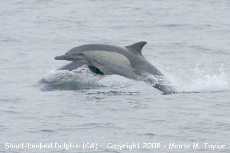 Short-beaked (Common) Dolphin (California)