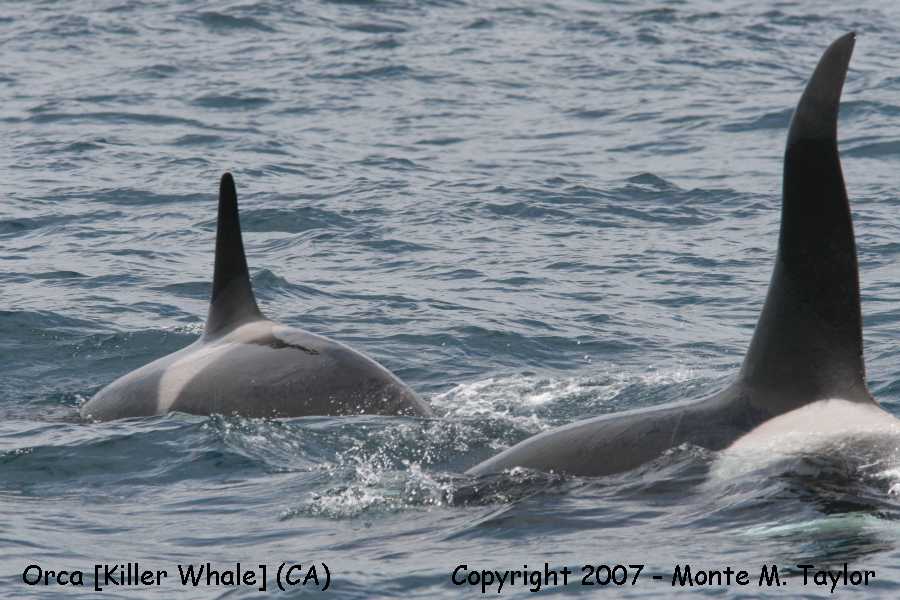 Orca (Killer Whale) - off Santa Barbara, California