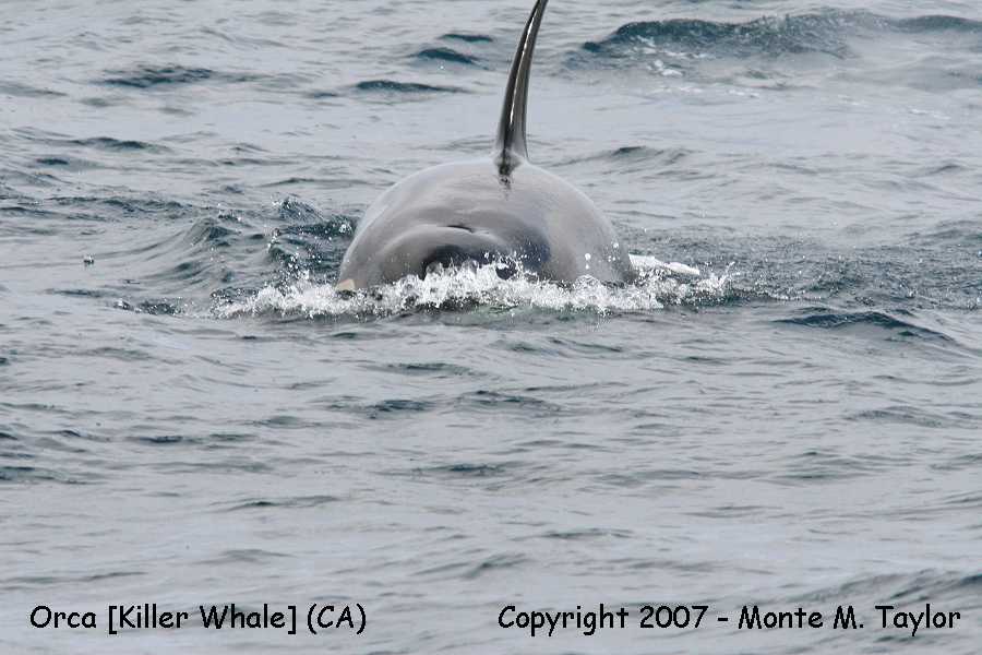 Orca (Killer Whale) - off Santa Barbara, California