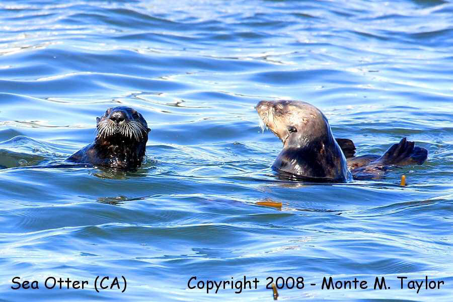 Sea Otter (Monterey, CA)
