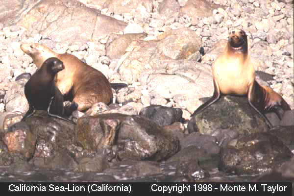 California Sea-Lion - California
