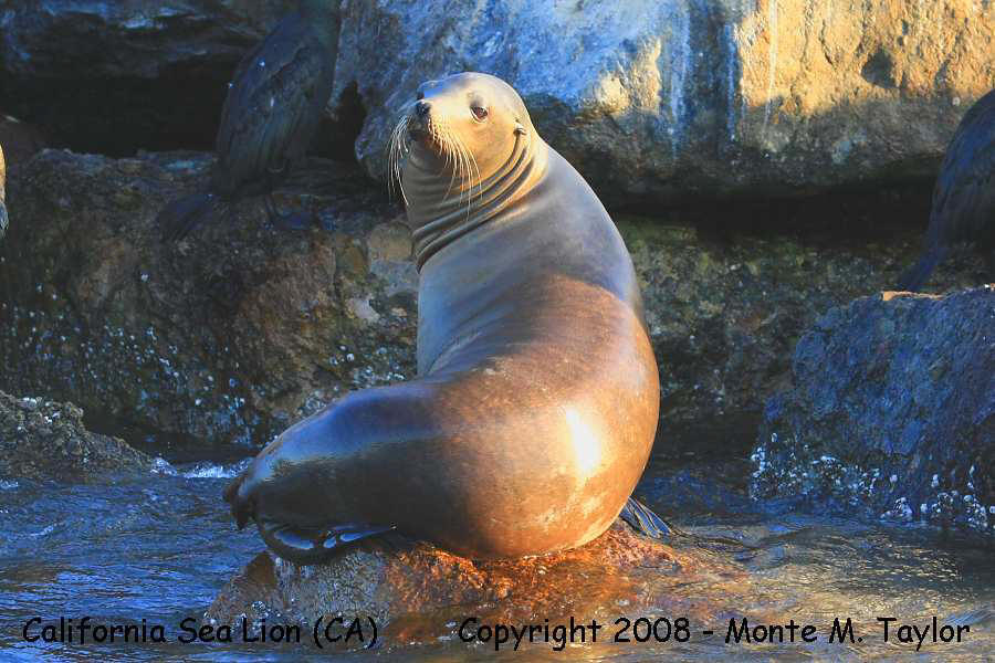 California Sea Lion (Monterey, CA)