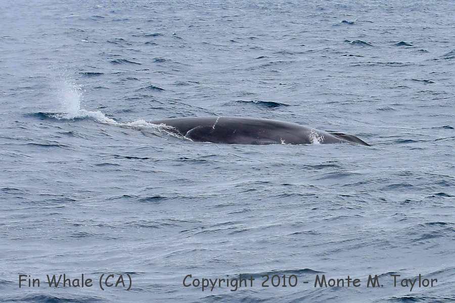 Fin Whale -summer- (California)