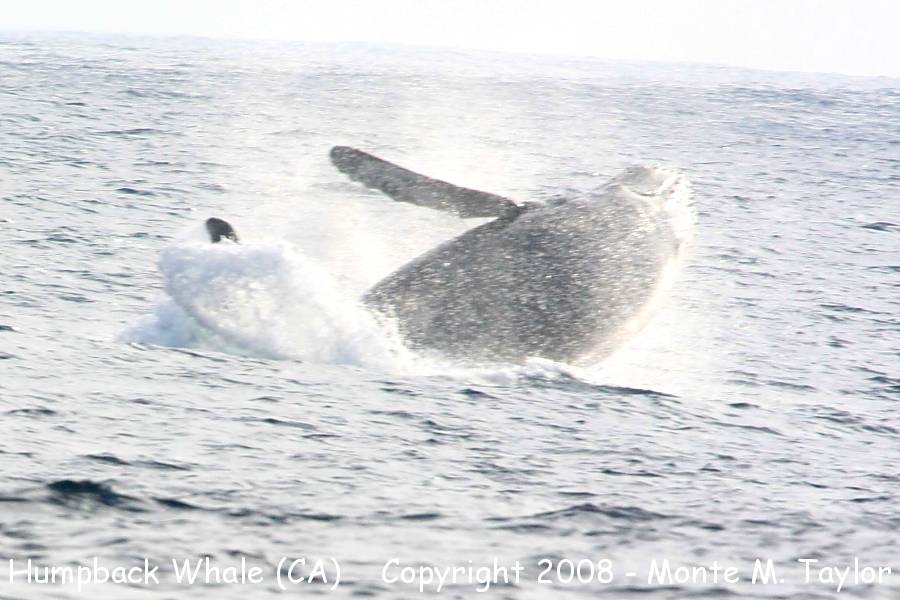 Humpback Whale -coming down after breaching- (California)