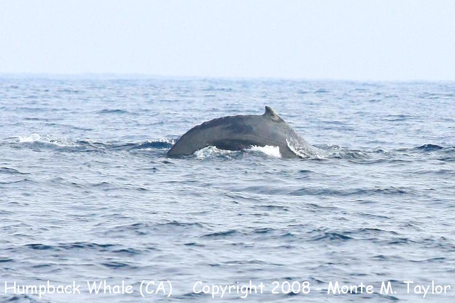 Humpback Whale (California)