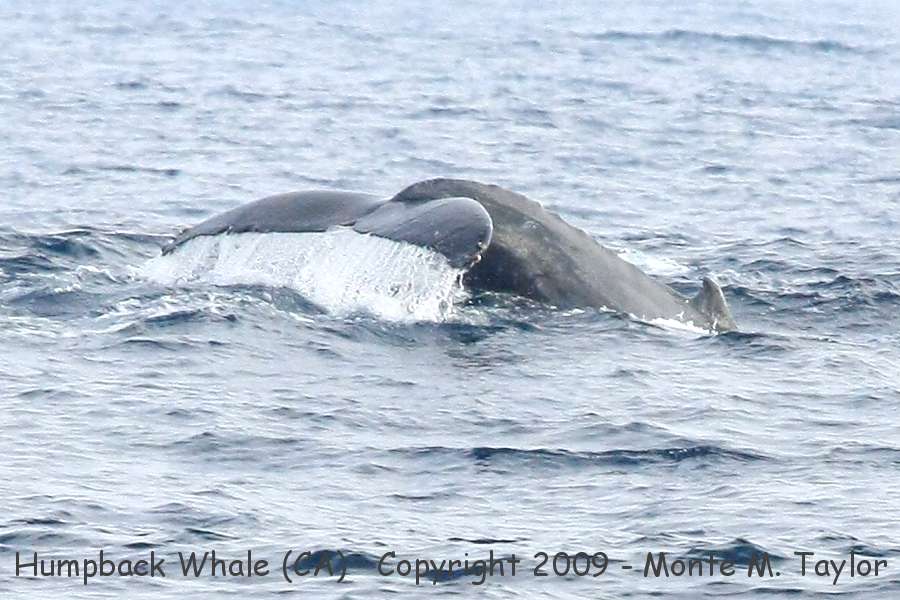 Humpback Whale (California)