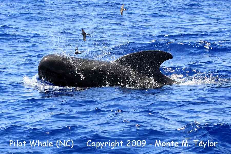 Pilot Whale / short-finned (Hatteras Pelagic, North Carolina)