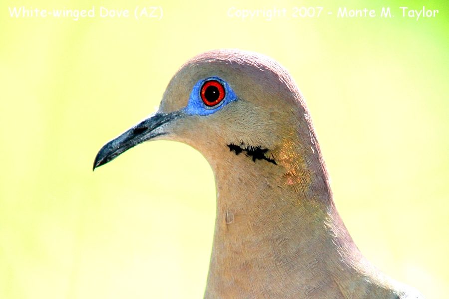 White-winged Dove (Arizona)