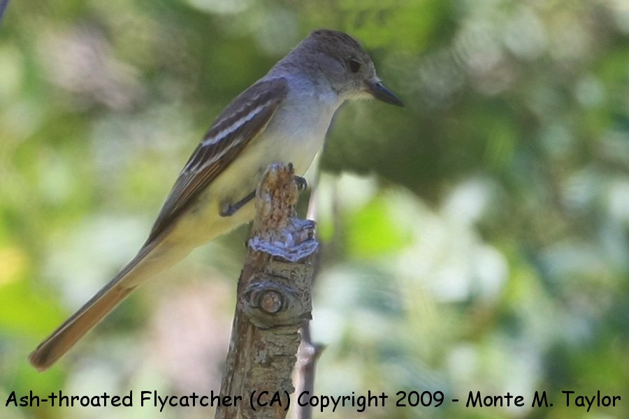 Ash-throated Flycatcher -spring female- (California)