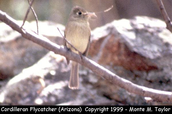Cordilleran Flycatcher (Arizona)