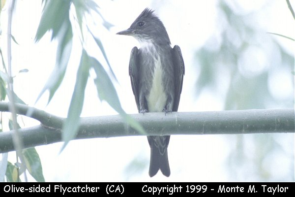 Olive-sided Flycatcher (California)