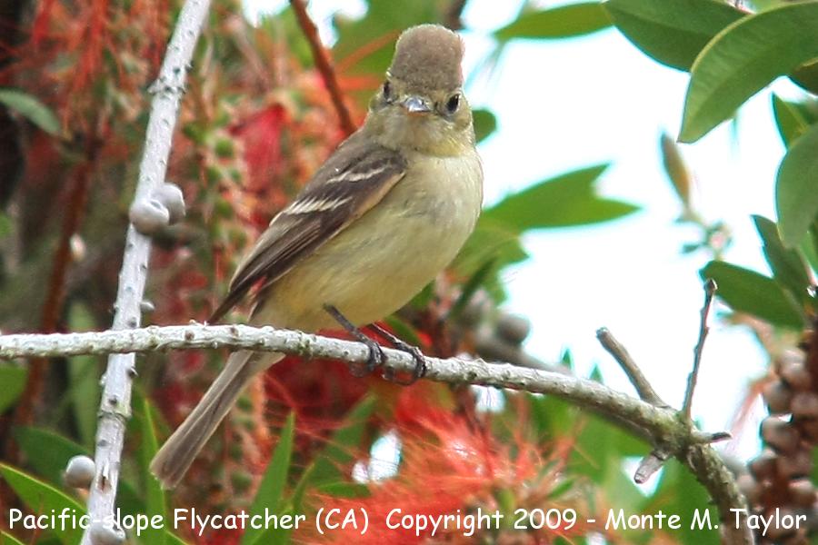Pacific-slope Flycatcher -spring- (California)