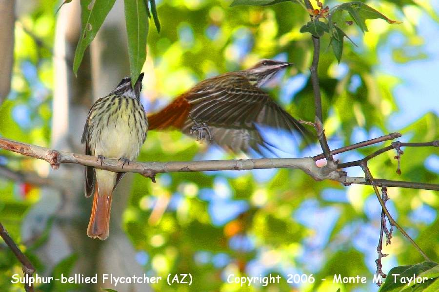 Sulphur-bellied Flycatcher  (Arizona)