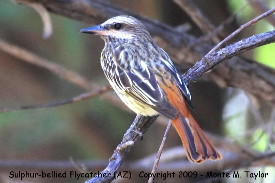 Sulphur-bellied Flycatcher -spring juv- (Arizona)