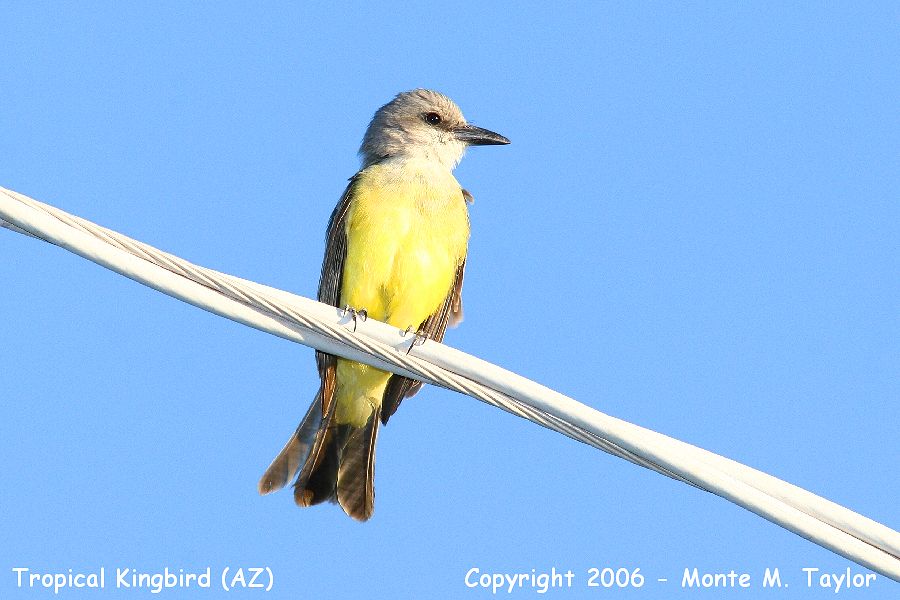 Tropical Kingbird (Arizona)