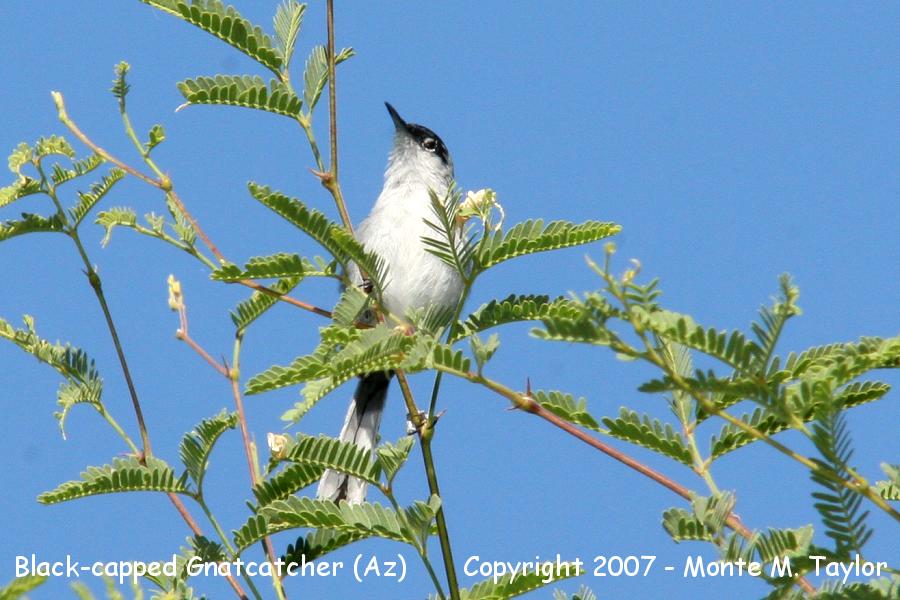 Black-capped Gnatcatcher -male- (Arizona)
