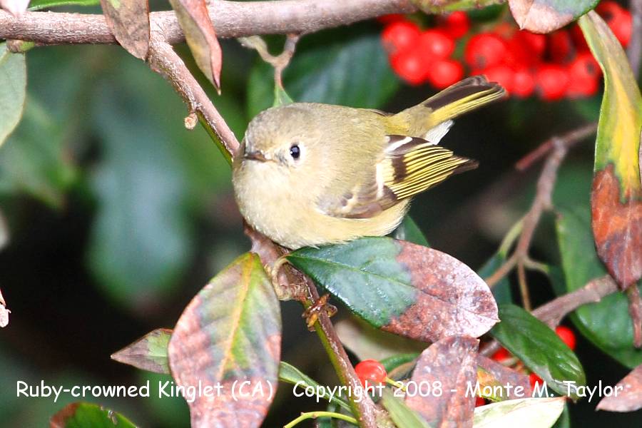 Ruby-crowned Kinglet -winter- (California)