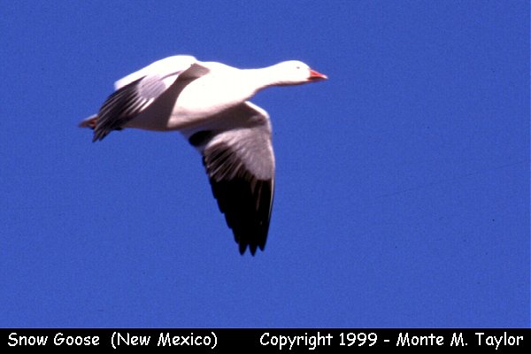 Snow Goose (Bosque Del Apache NWR, New Mexico)